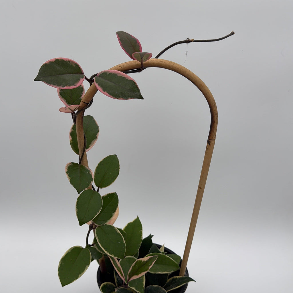 Hoya Flamingo Dream