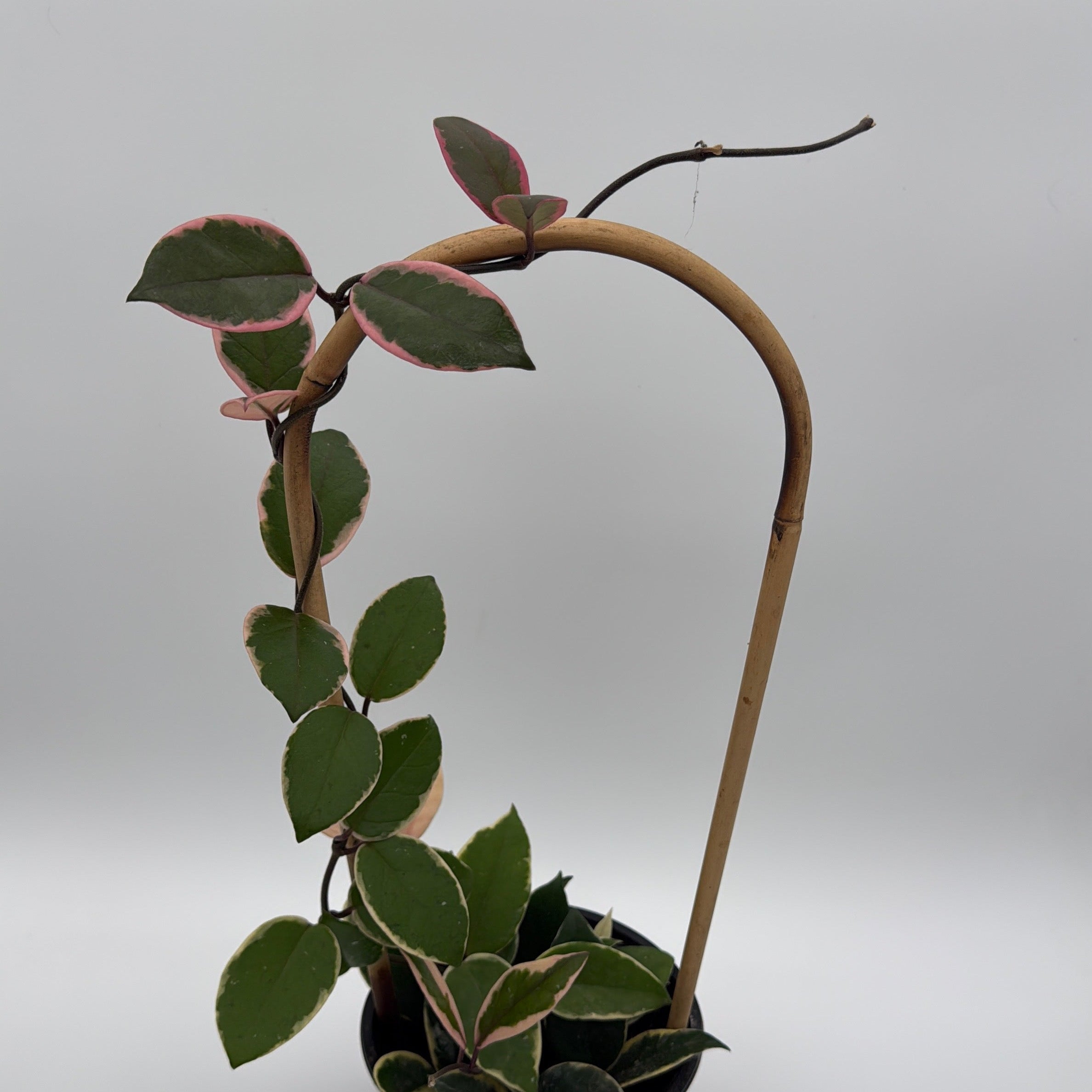 Hoya Flamingo Dream