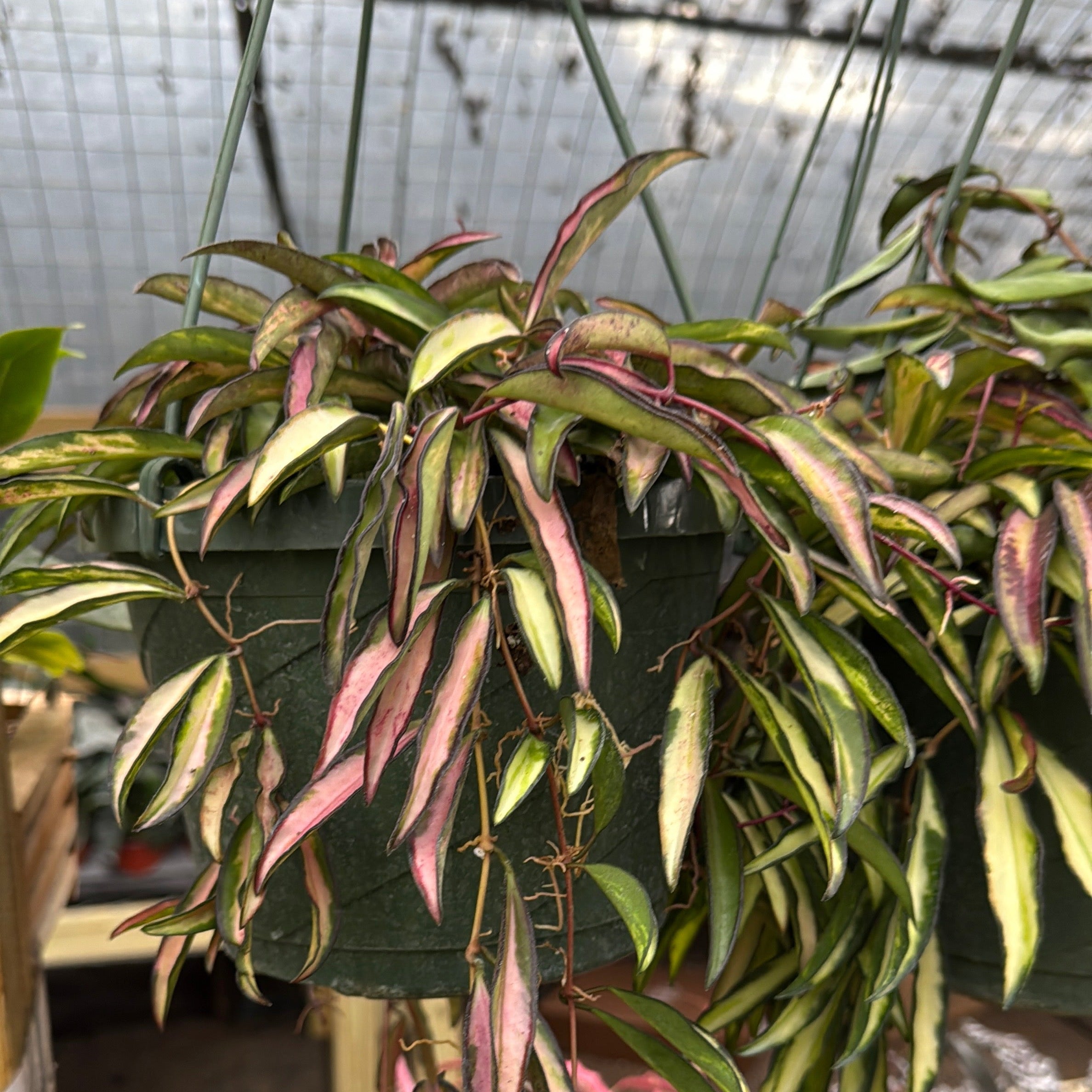 Tricolor Hoya Wayetti Variegated