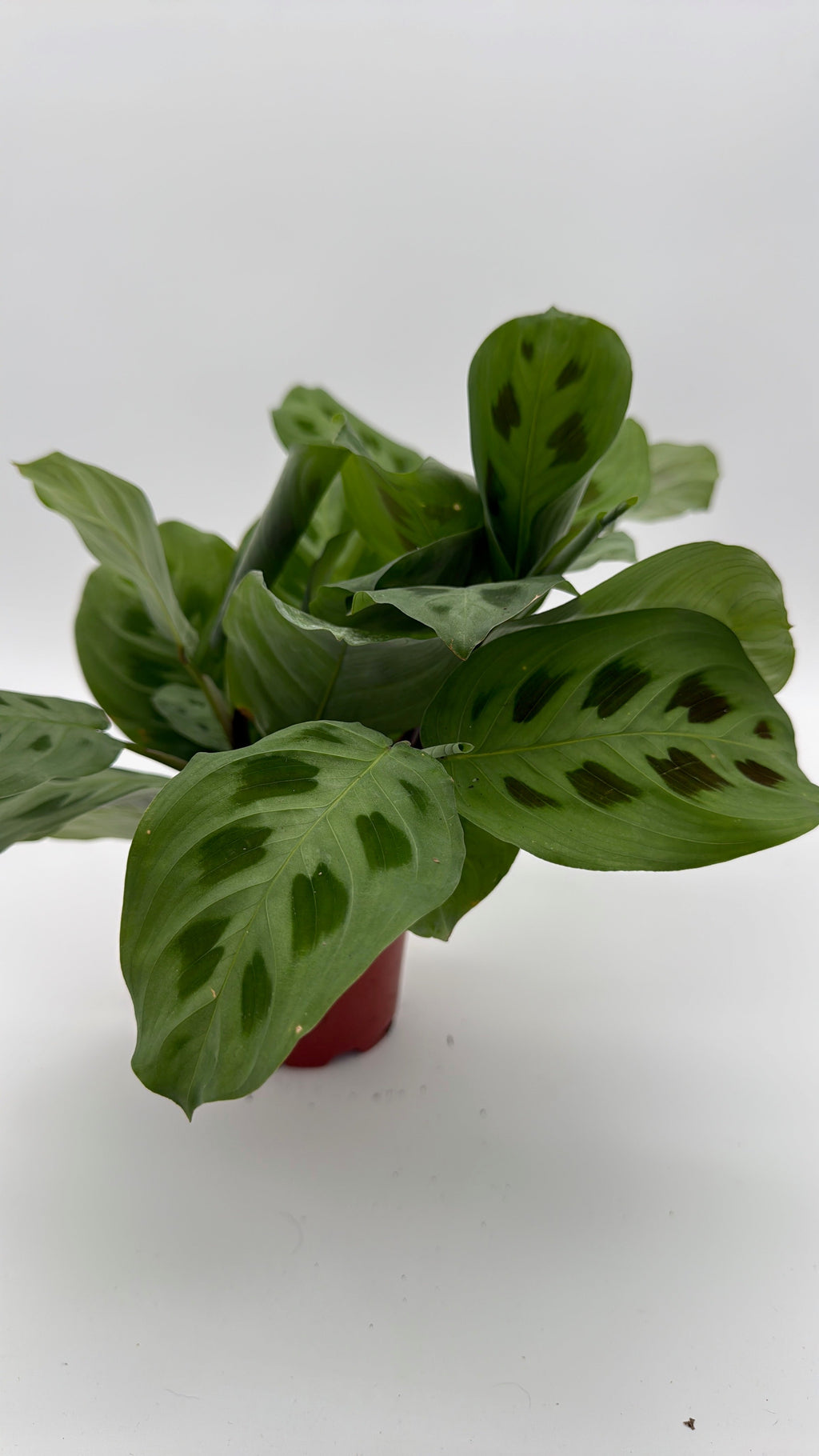 Maranta Green Frog