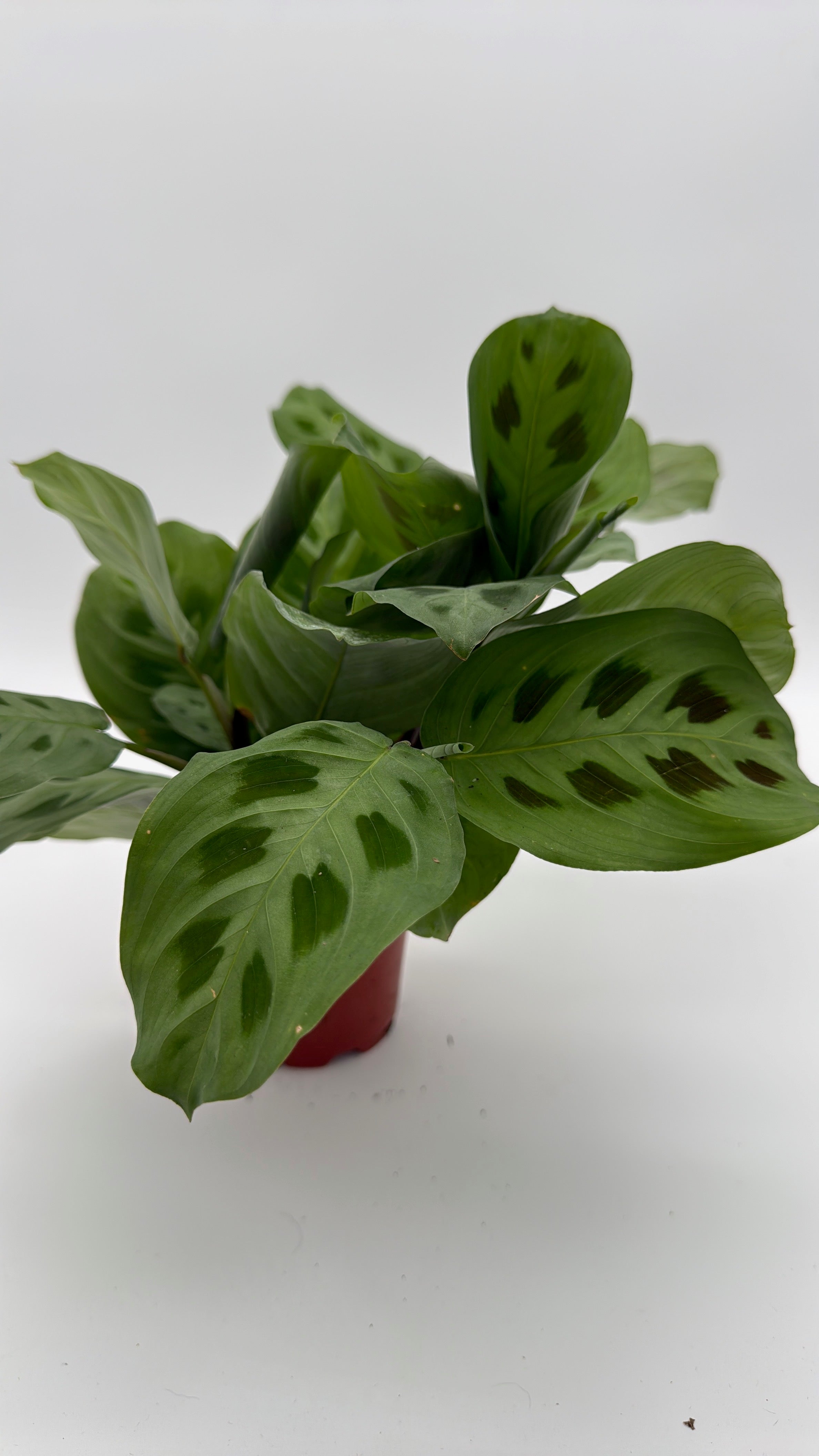 Maranta Green Frog
