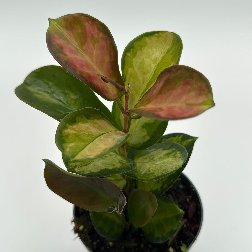 Hoya Austrailis Lisa