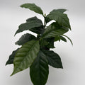 Coffee Plant Arabica