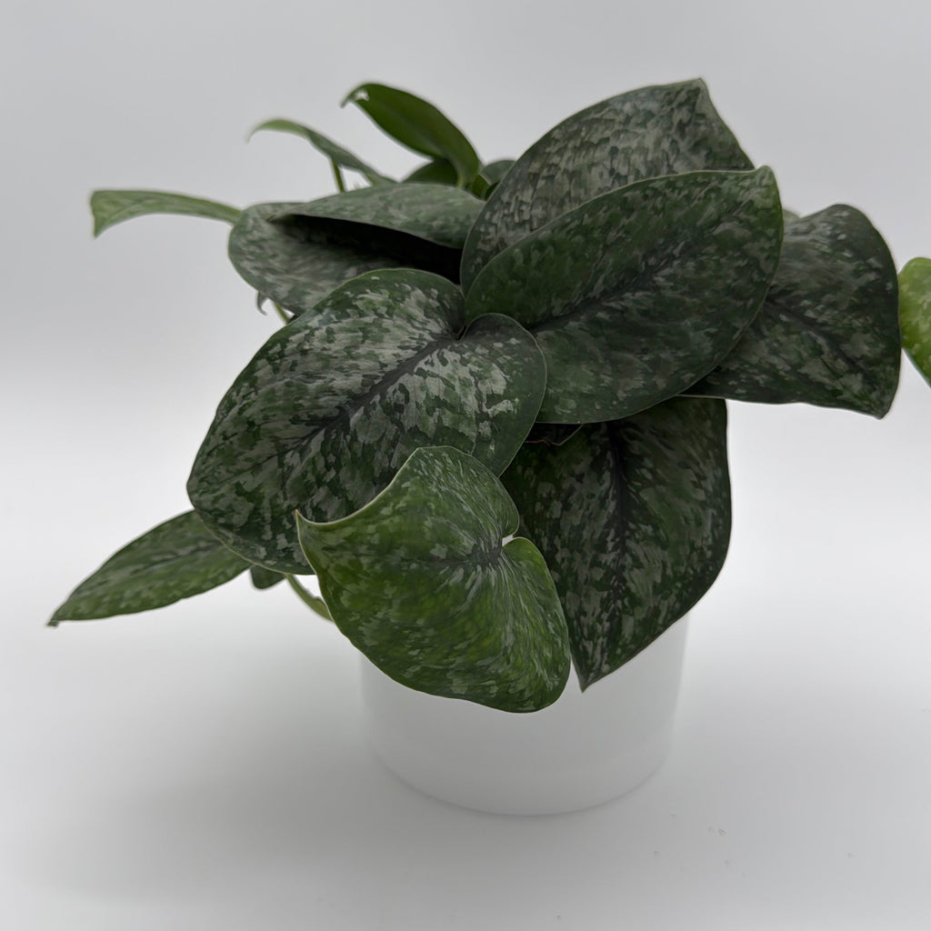 Scindapsus Pictus 'Mount Salak'