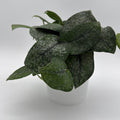 Scindapsus Pictus 'Mount Salak'