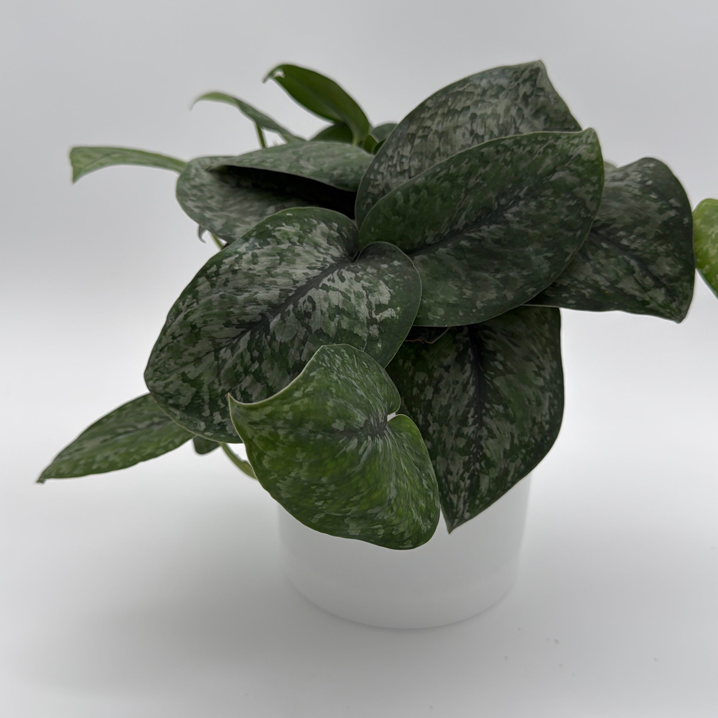 Scindapsus Pictus 'Mount Salak'