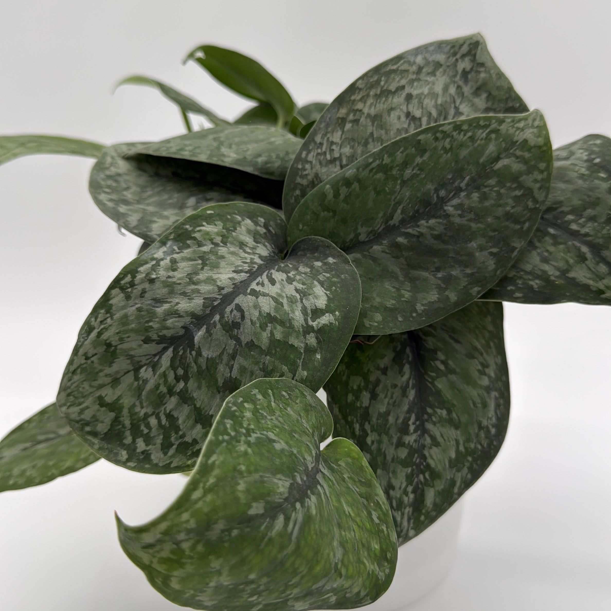 Scindapsus Pictus 'Mount Salak'