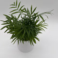 Parlor Palm