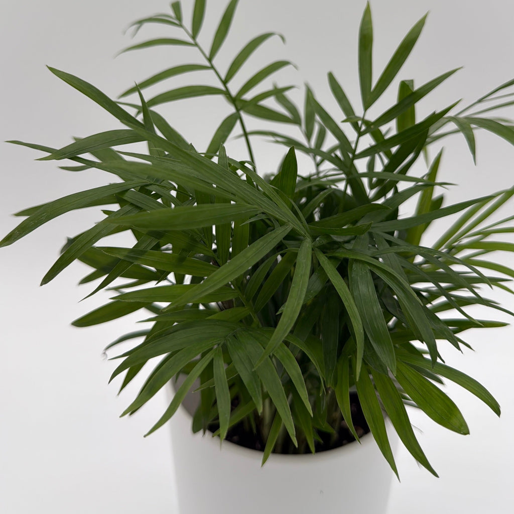 Parlor Palm