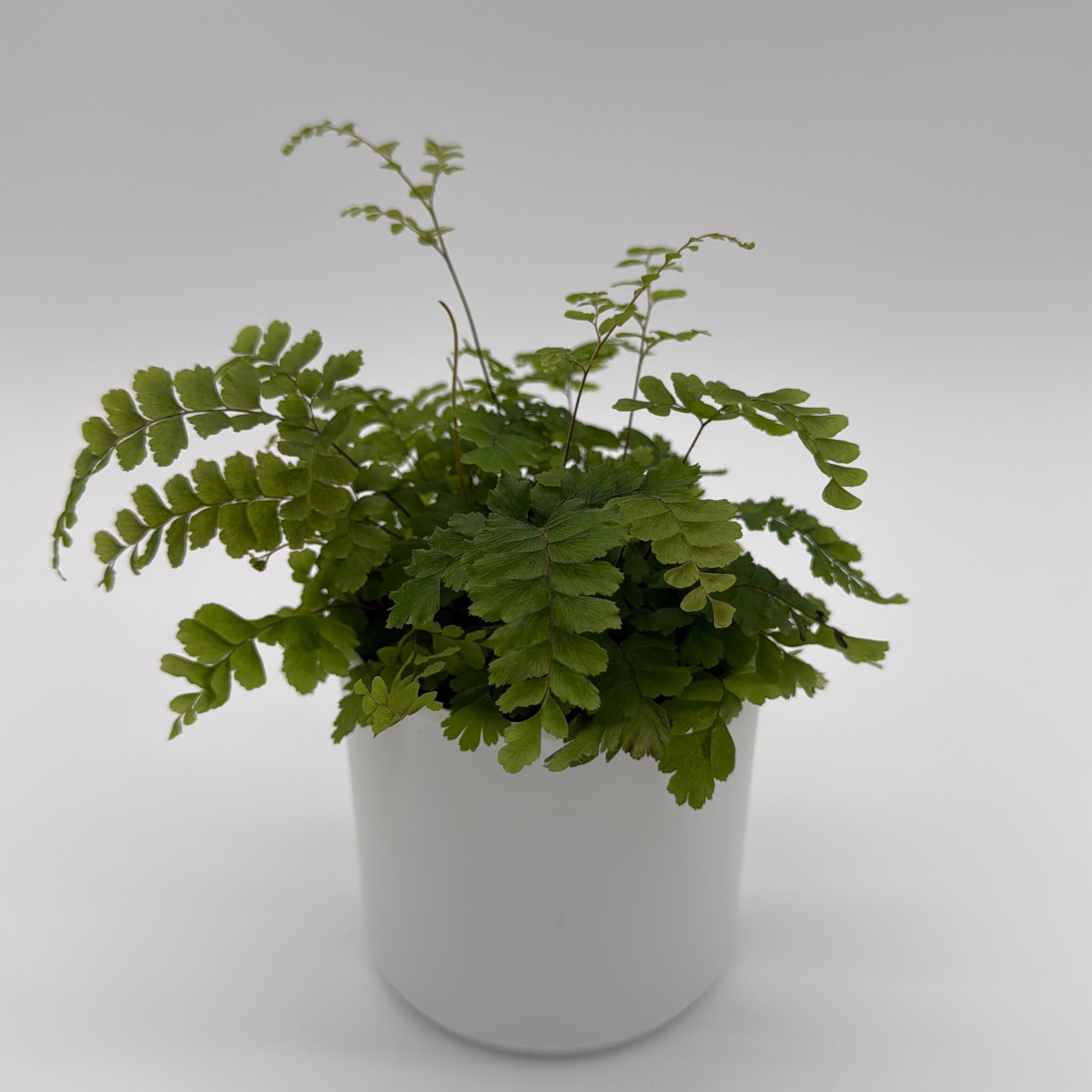 Maidenhair Fern