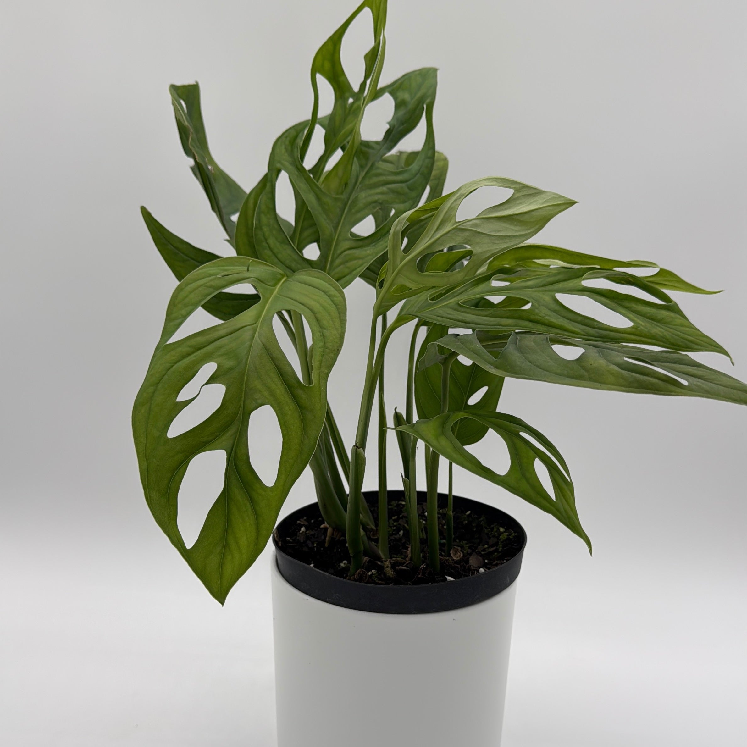 Monstera Esqueleto