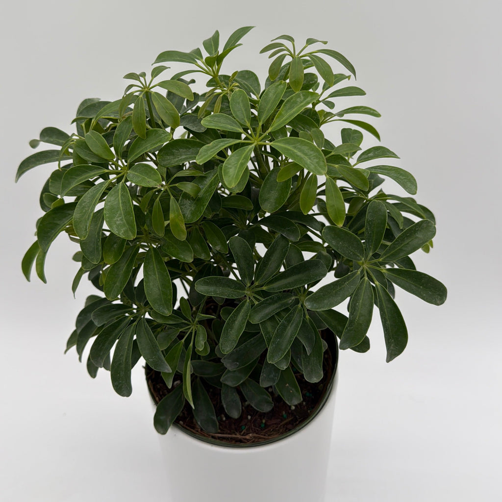 Umbrella Tree