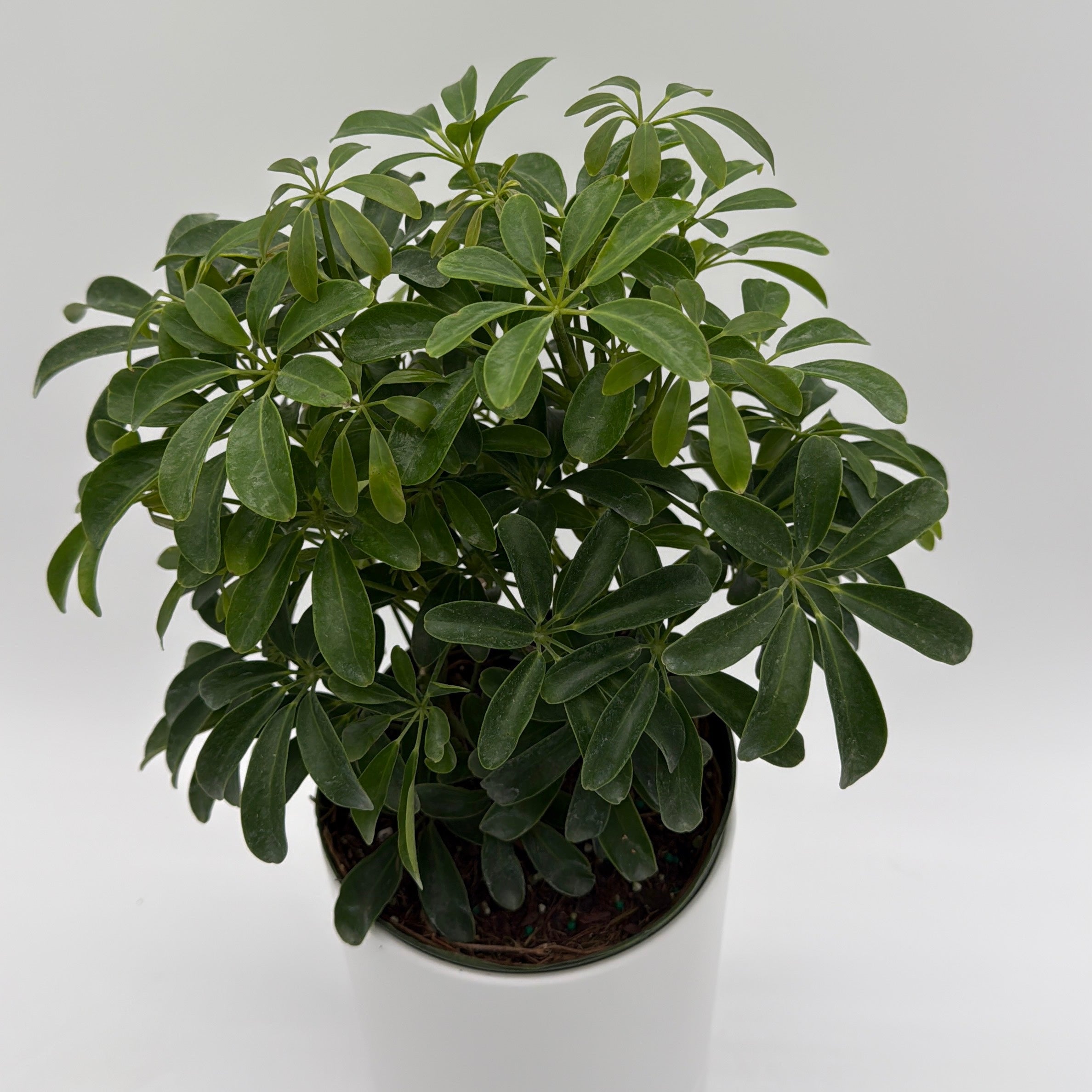 Umbrella Tree