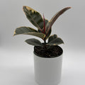Ficus Tineke Variegated