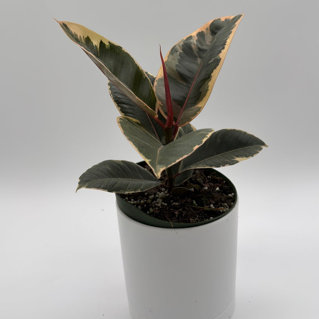 Ficus Tineke Variegated