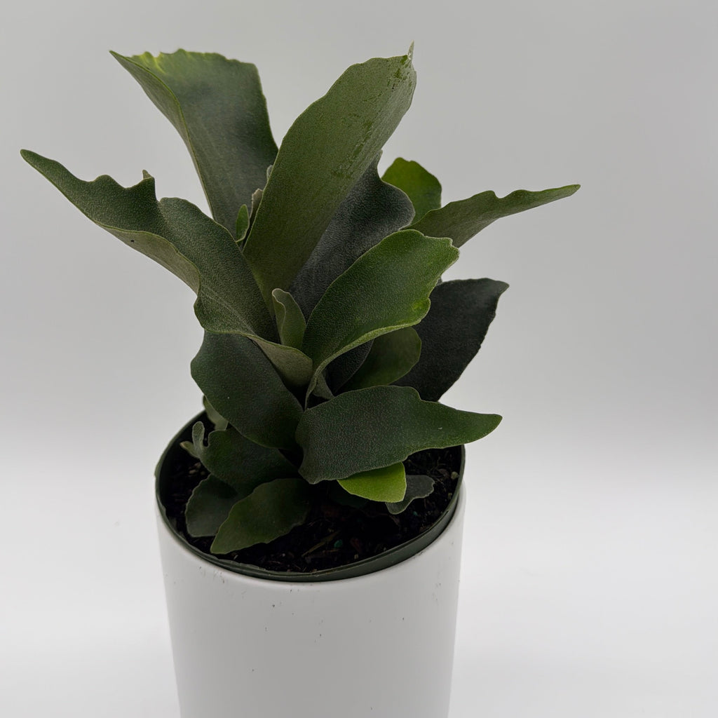 Platycerium Bifurcatum (Staghorn Fern)