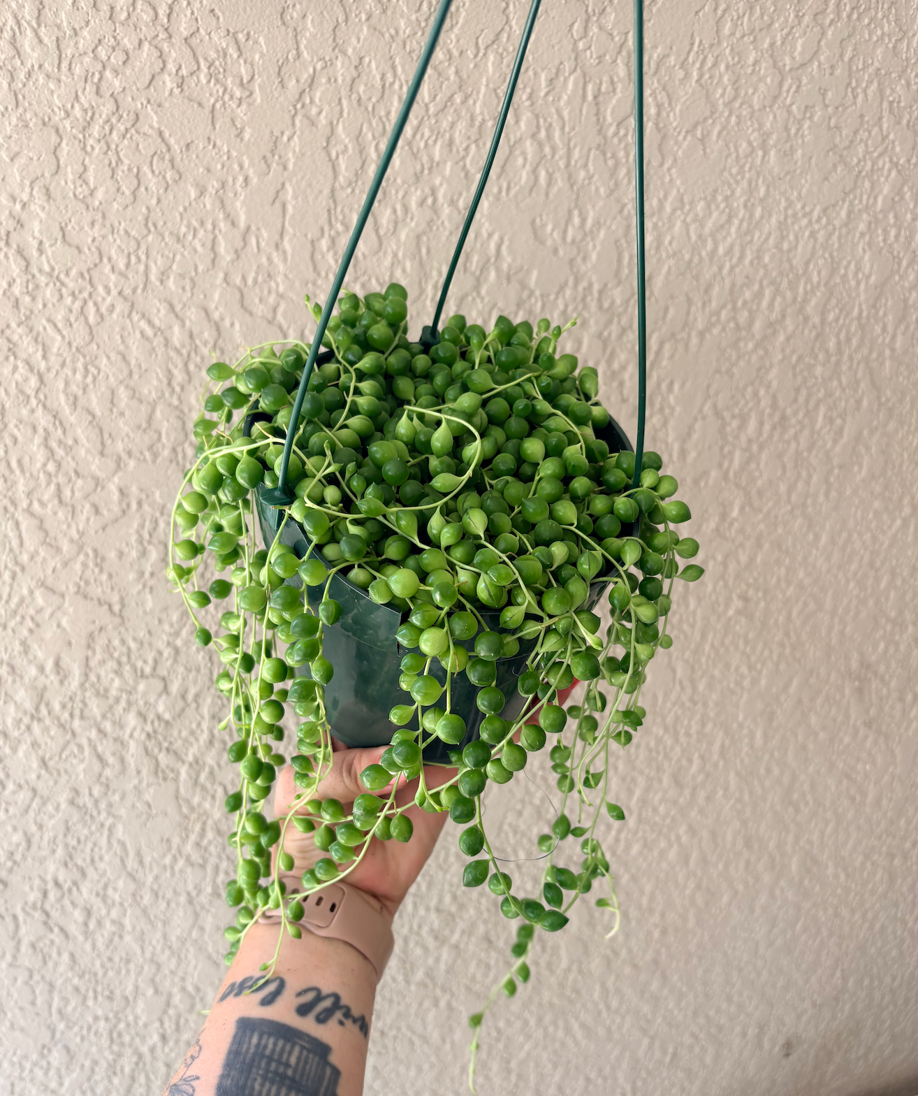 String of Pearls