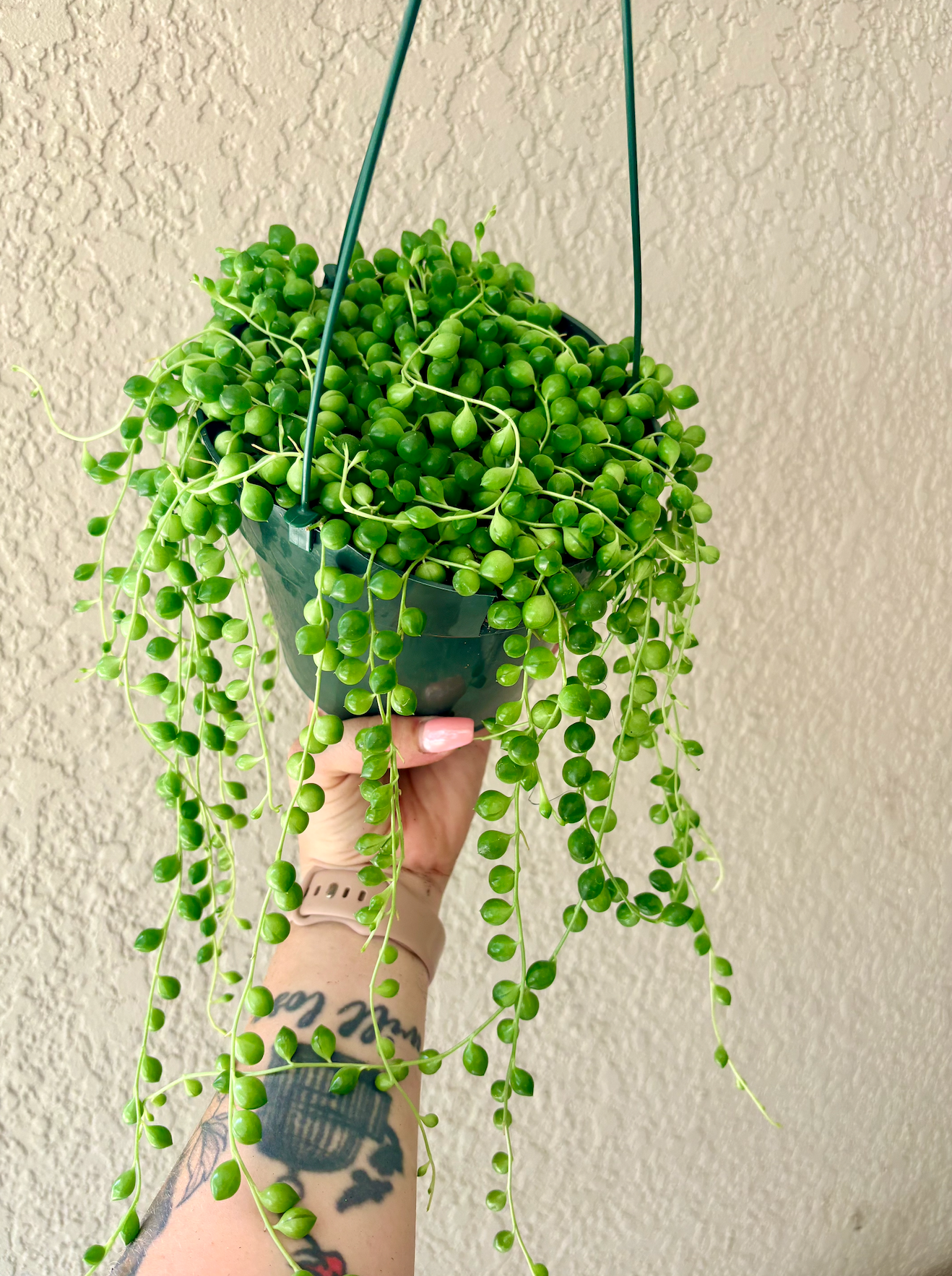 String of Pearls
