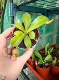 Pitcher Plant - Nepenthes