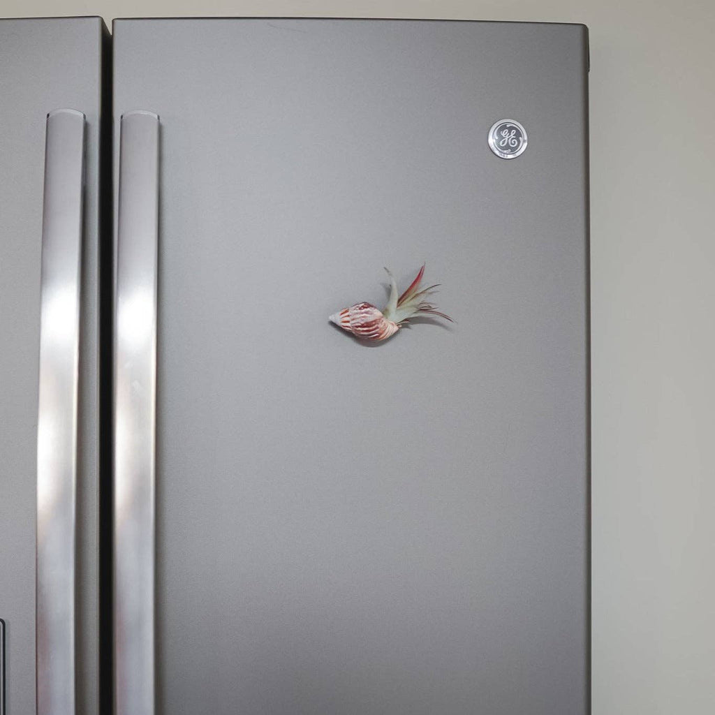 Seashell Magnet w/ Air Plant