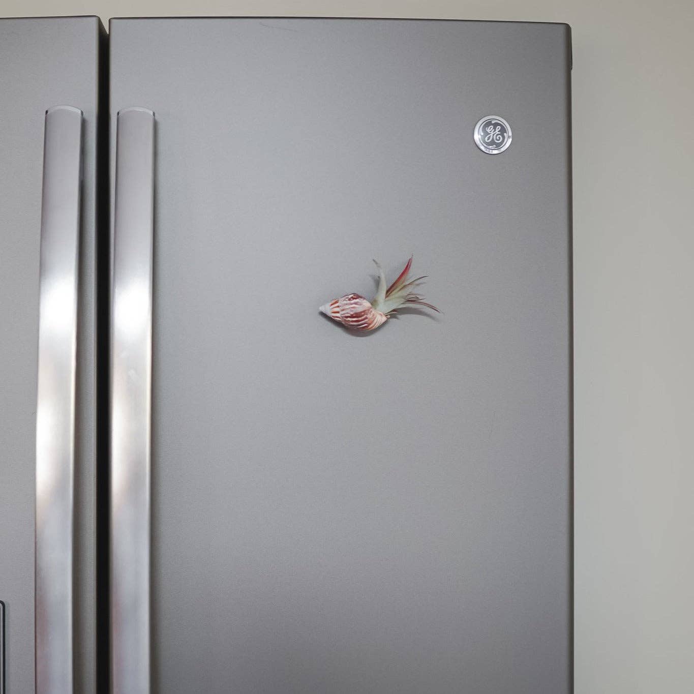Seashell Magnet w/ Air Plant