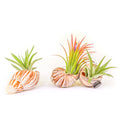 Seashell Magnet w/ Air Plant