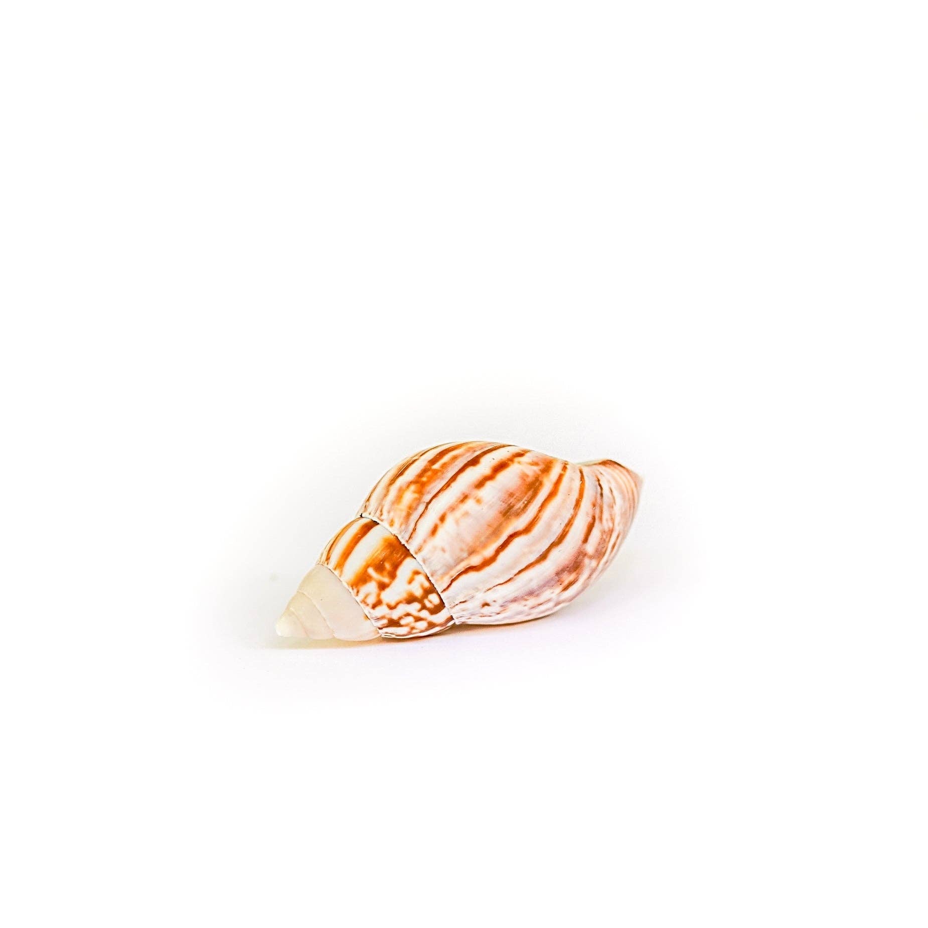 Seashell Magnet w/ Air Plant