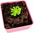Butterwort (Carnivorous)