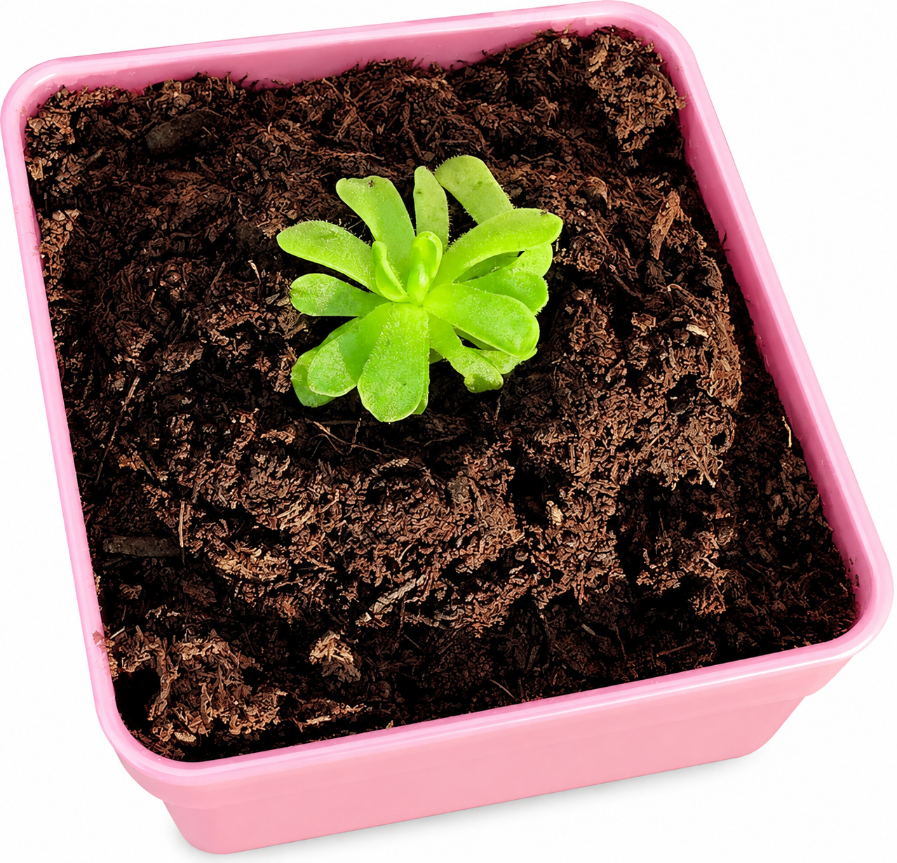 Butterwort (Carnivorous)