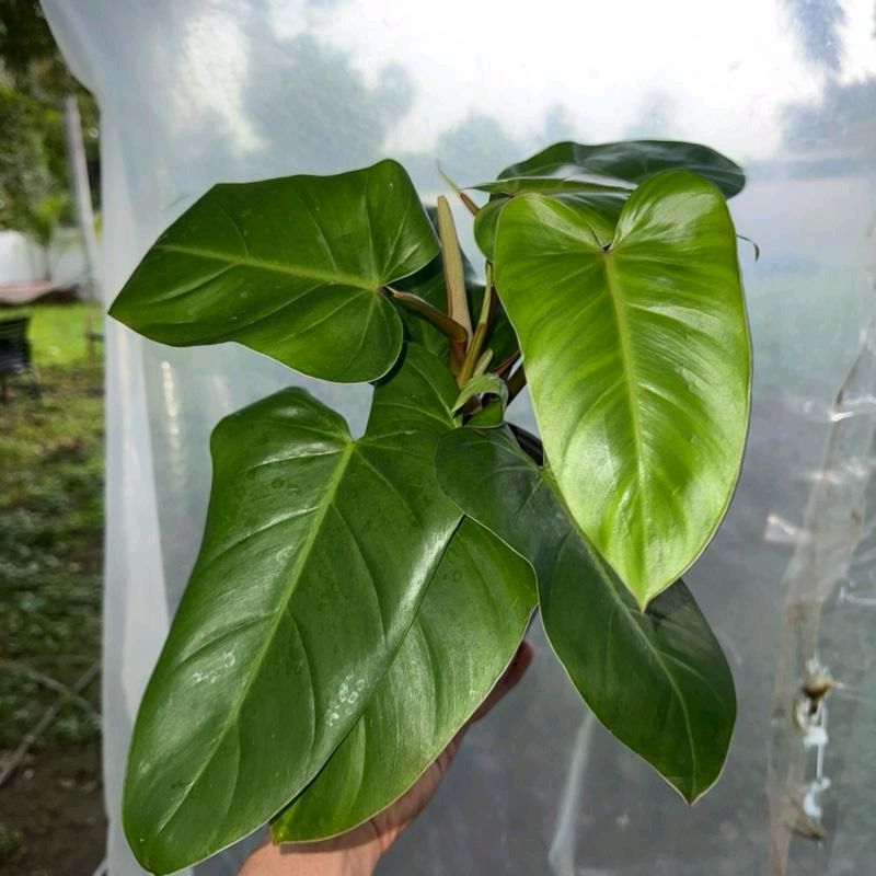 Philodendron Red Emerald