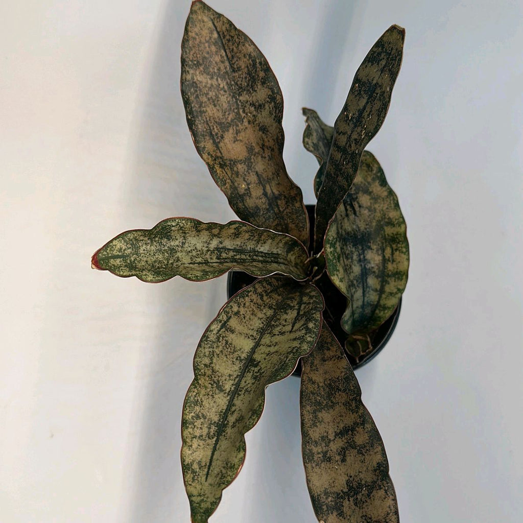 Sansevieria Kirkii 'Coppertone'