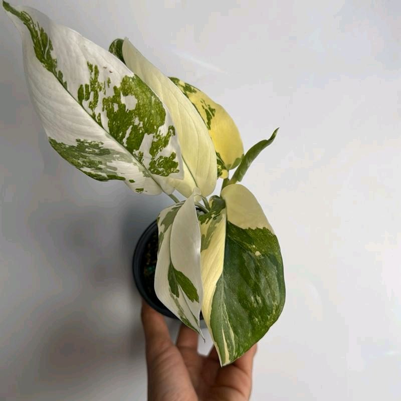 Monstera Lechleriana Variegated