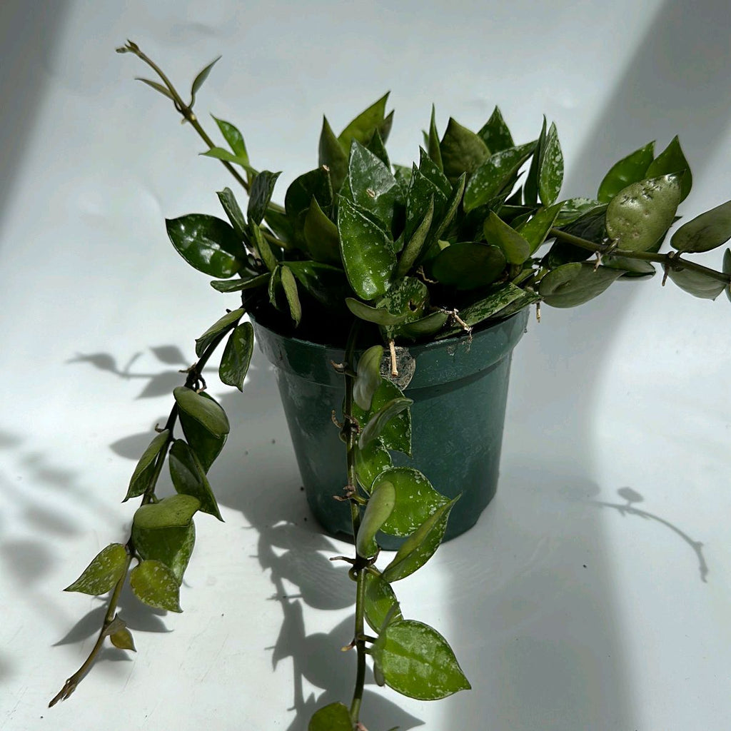 Hoya Krohniana 'Silver Splash'