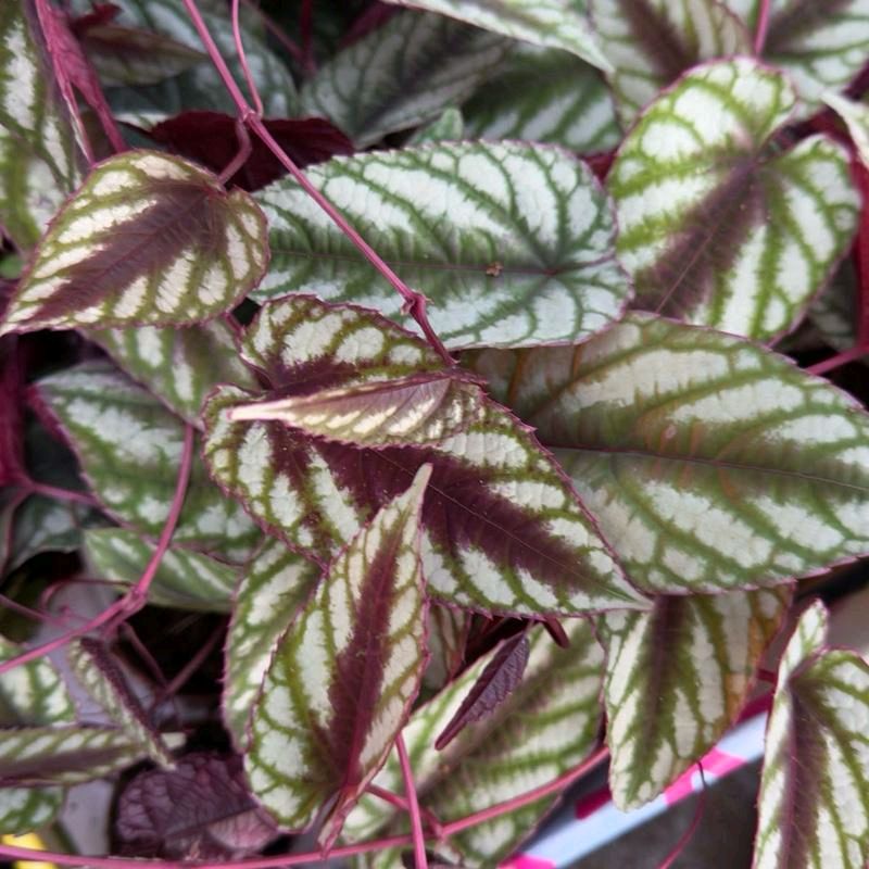 Cissus Discolor