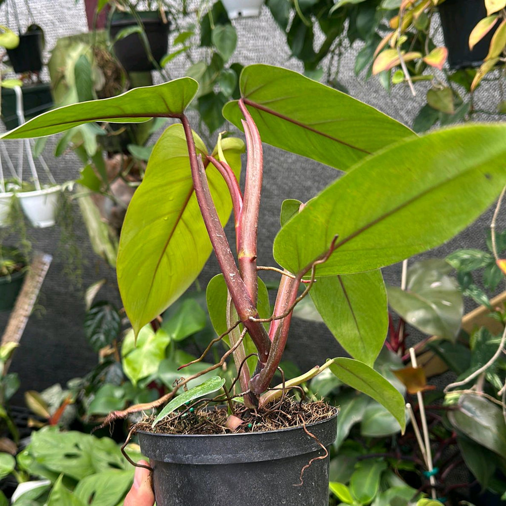 Philodendron Red Emerald