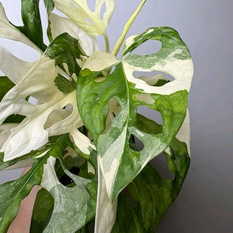 Monstera Adansonii Variegated