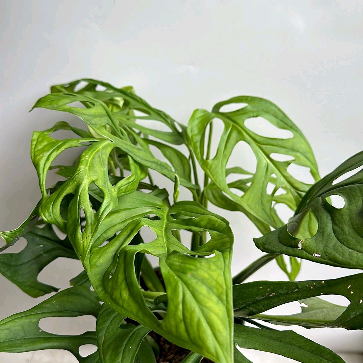 Monstera Esqueleto