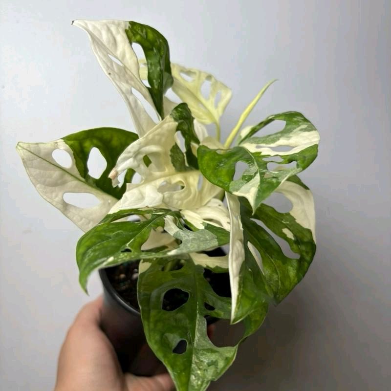 Monstera Adansonii Variegated