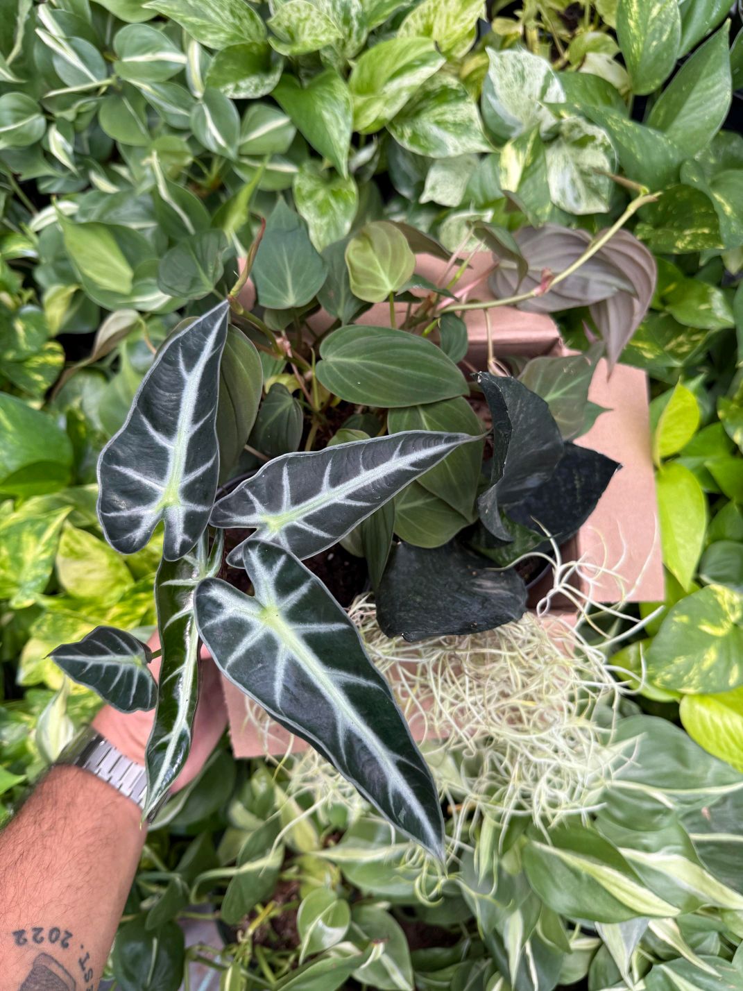 Spooky Mystery Bundle Box - 3 Spooky Plants