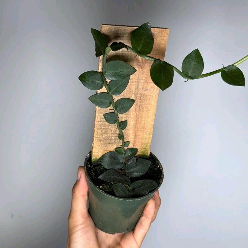 Rhaphidophora Hayii