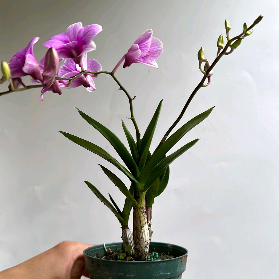 Pink Mini Orchids