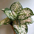 Aglaonema 'Dazzling Pink Gem'