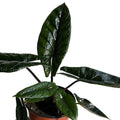 Alocasia Scalprum 'Jewel'