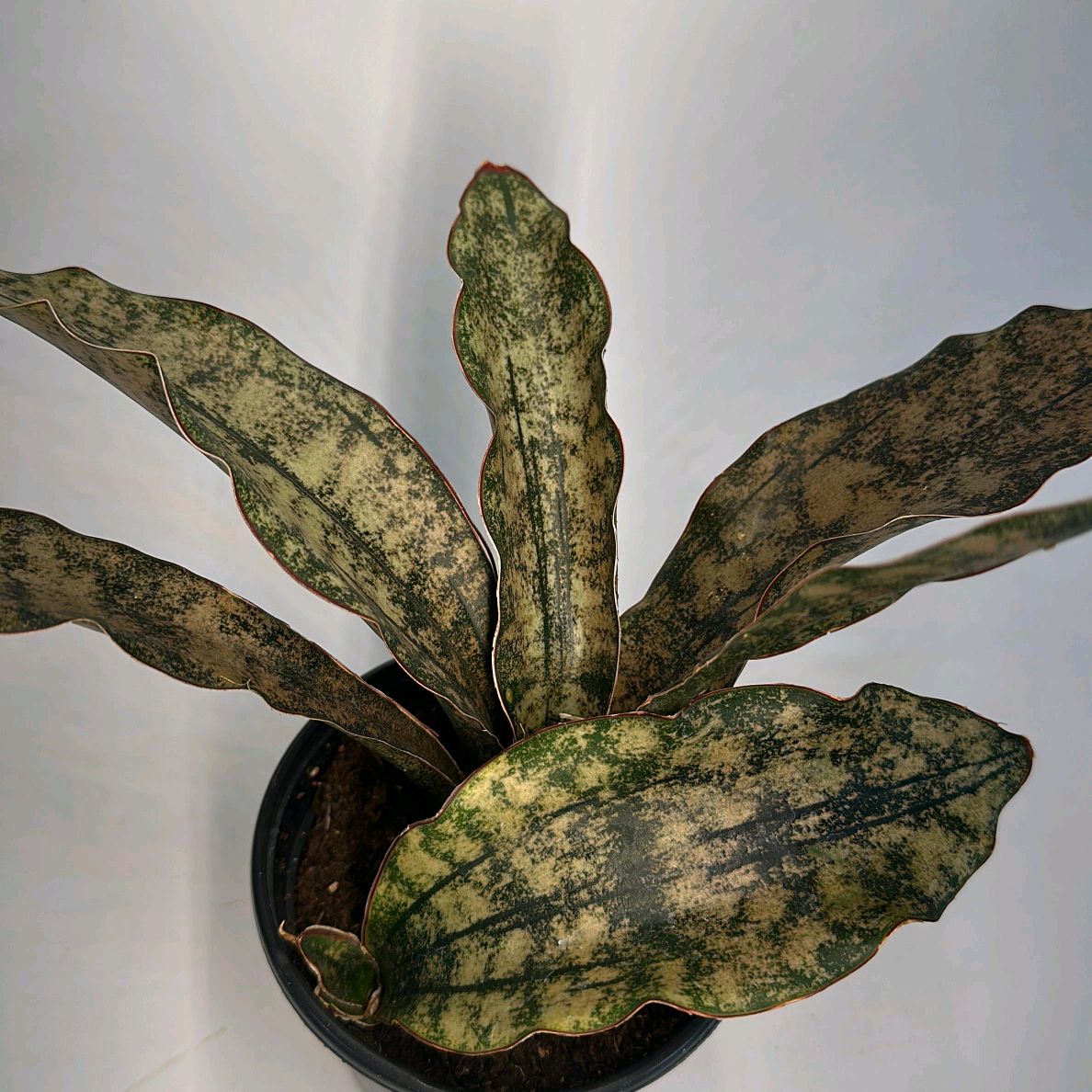 Sansevieria Kirkii 'Coppertone'