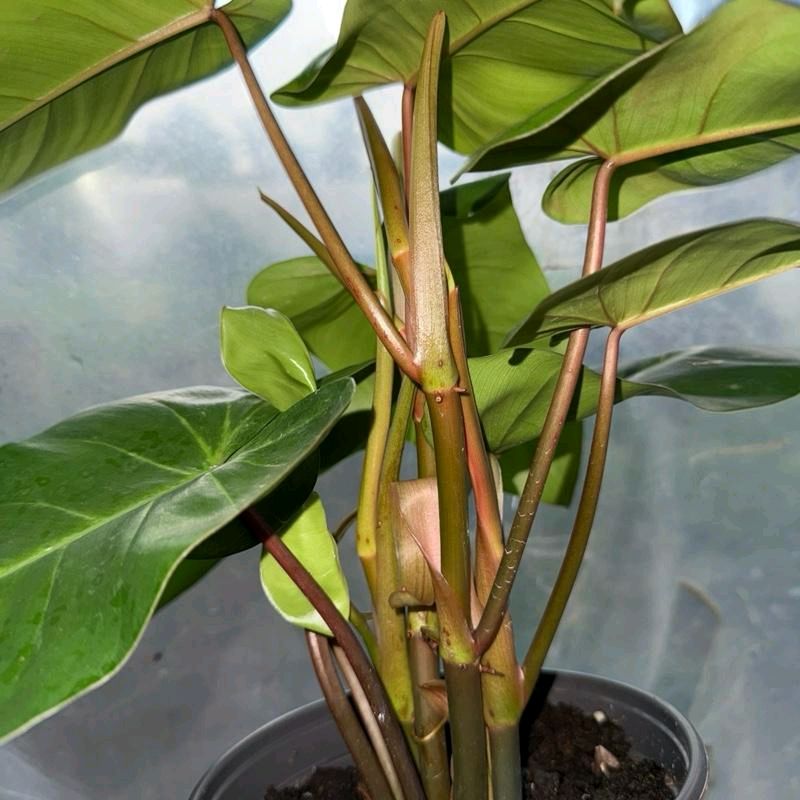 Philodendron Red Emerald