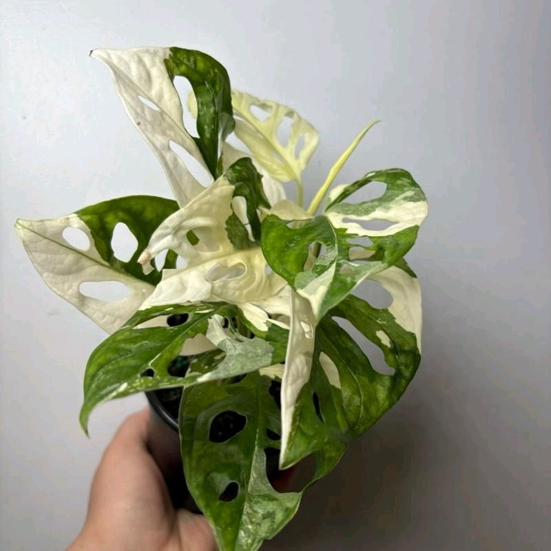 Monstera Adansonii Variegated
