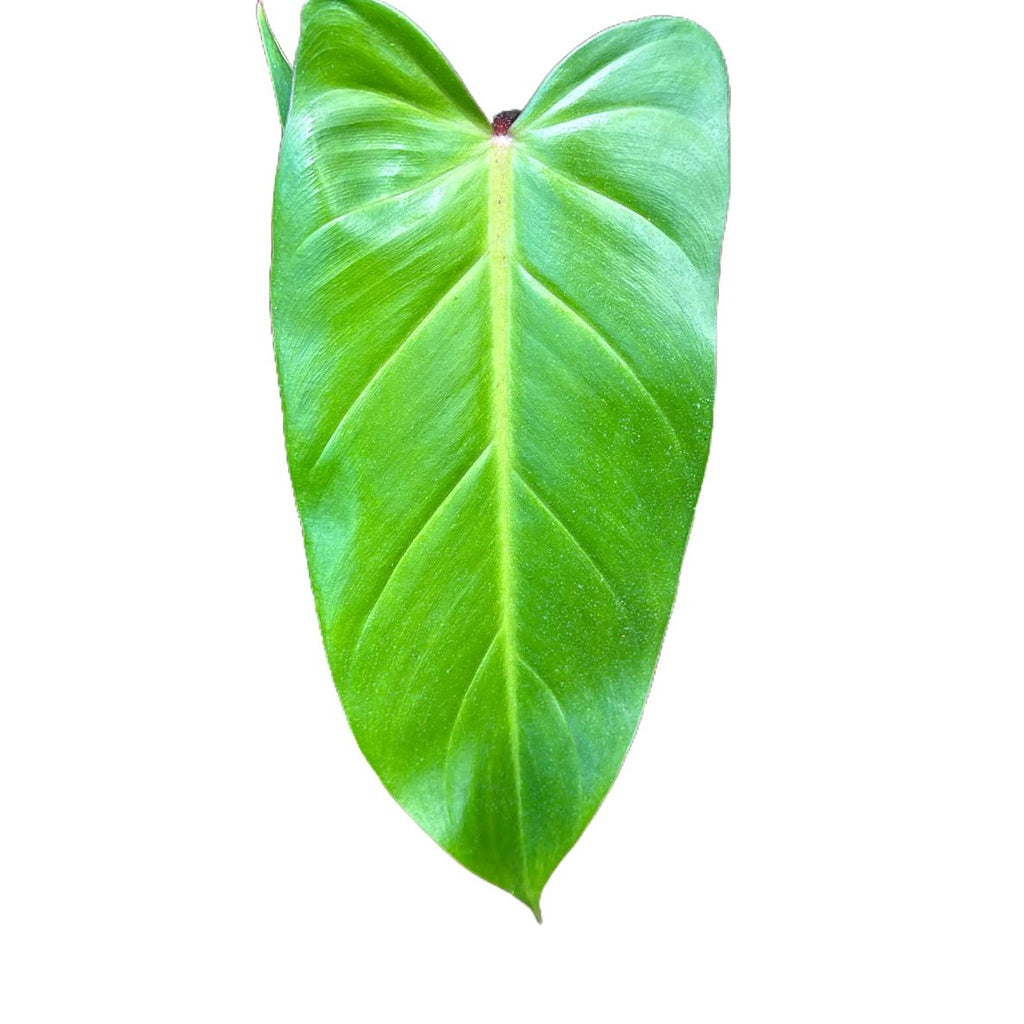 Philodendron Red Emerald