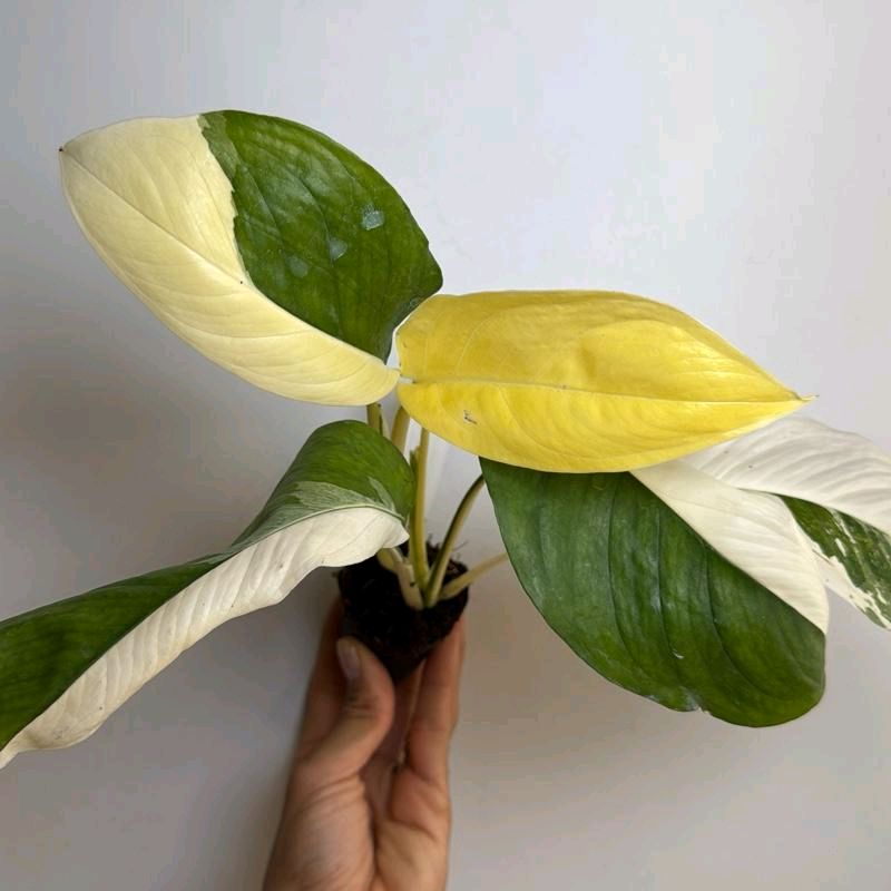 Monstera Lechleriana Variegated